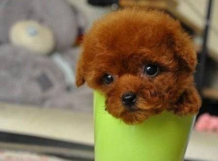茶杯泰迪什么体型好看？不同体型的茶杯泰迪有哪些特点？