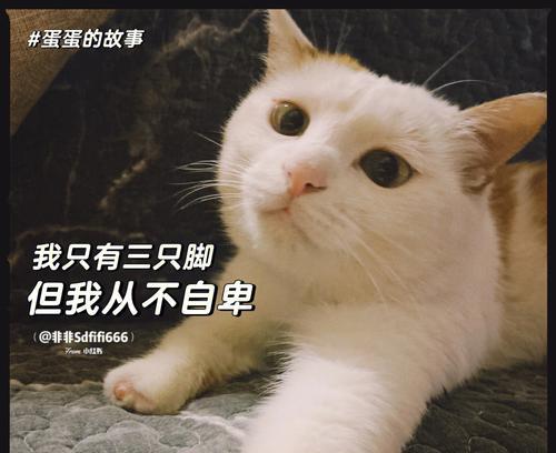 感人的猫咪故事有哪些？怎样分享猫咪的故事？