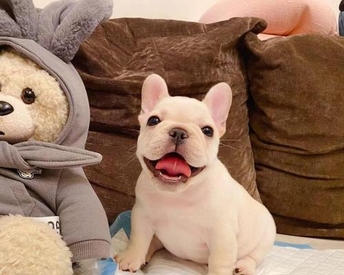 博美与斗牛犬串有哪些特点？怎样照顾串串狗狗？