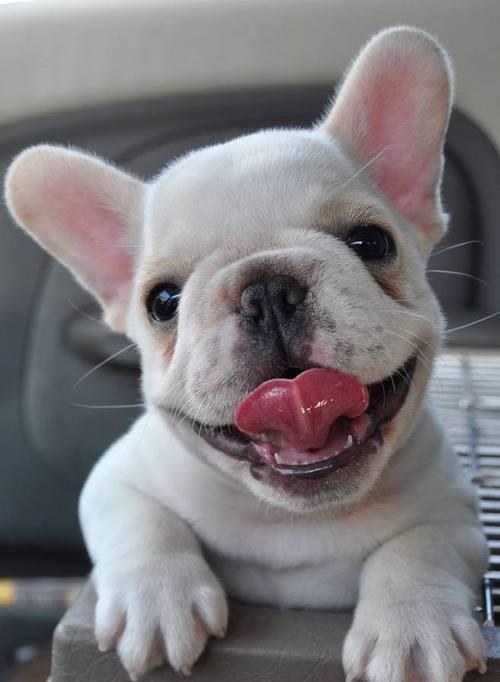 博美与斗牛犬串有哪些特点？怎样照顾串串狗狗？