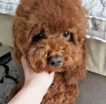 公泰迪特别的名字有哪些？怎样给狗狗取一个独特的名字？