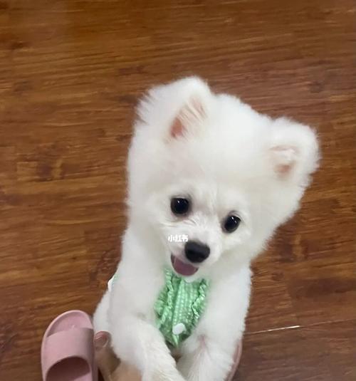 博美什么时候可以吃干狗粮？幼犬转食干狗粮需要注意什么？
