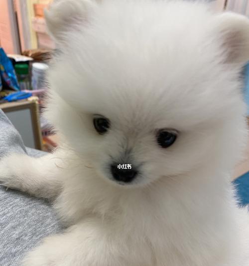 博美幼犬的保健有哪些注意事项？怎样提高幼犬的免疫力？