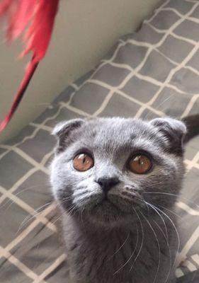 纯种折耳蓝猫特征是什么？折耳蓝猫的特点有哪些？