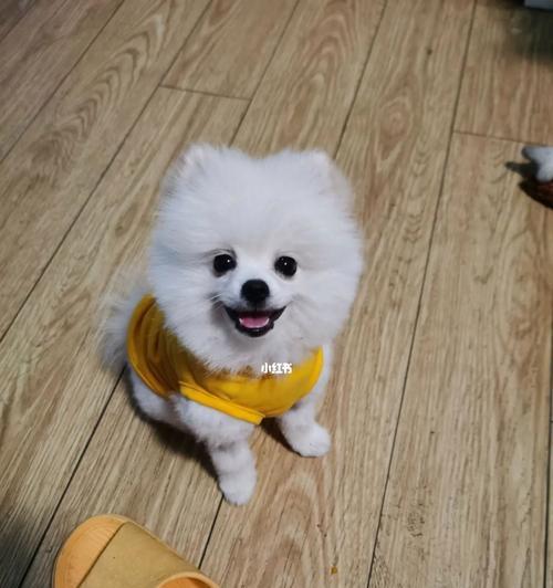 博美八个月吃什么狗粮？不同阶段的狗狗需要哪些营养？