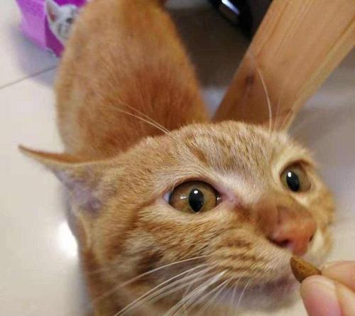 刚到家的猫咪一直惨叫怎么办？怎样安抚猫咪的情绪？