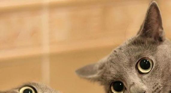 刚到家的猫咪一直惨叫怎么办？怎样安抚猫咪的情绪？