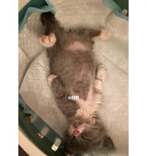 刚到家的猫咪一直惨叫怎么办？怎样安抚猫咪的情绪？
