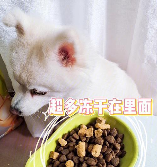 博美最好的狗粮制作方法是什么？自制狗粮需要注意什么？