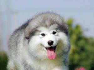 俄国阿拉斯加犬有哪些特点？阿拉斯加犬的饲养方法是什么？