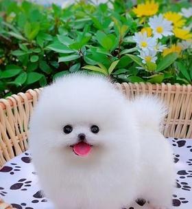 博美可爱的小狗狗有哪些特点？怎样照顾博美幼犬？