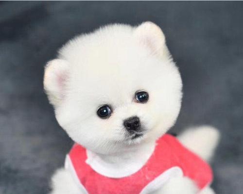 博美可爱的小狗狗有哪些特点？怎样照顾博美幼犬？