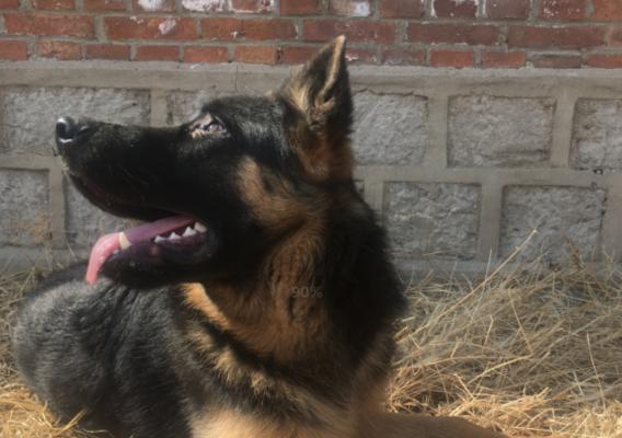 德国牧羊犬驱虫用什么药？德牧的驱虫方案是什么？