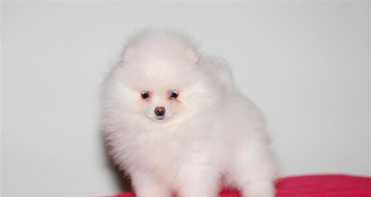 博美狗狗出生后的样子是怎样的？博美幼犬有哪些特点？