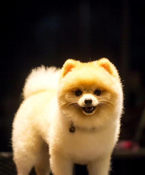 博美狗狗出生后的样子是怎样的？博美幼犬有哪些特点？