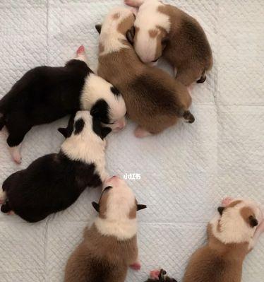 刚出生的狗狗什么时候断尾？断尾手术的最佳时间是什么时候？