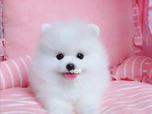 博美狗狗要不要数竖耳？博美犬的耳朵形状有哪些？