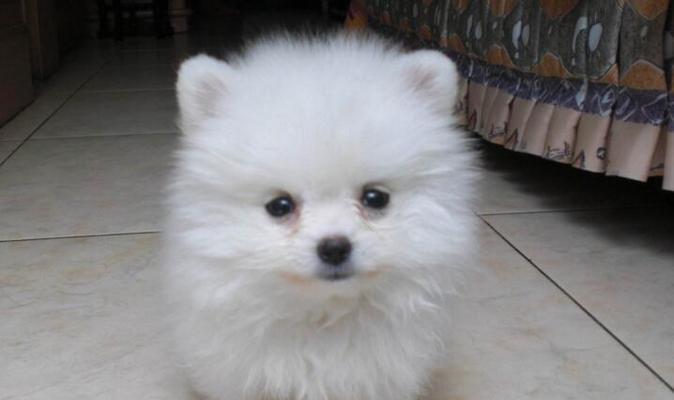 博美小狗的特点是什么？博美幼犬有哪些独特之处？
