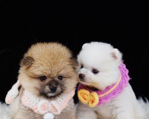 博美小狗的特点是什么？博美幼犬有哪些独特之处？