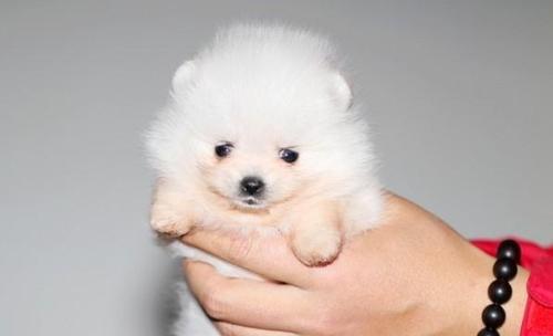 博美生几个狗崽正常？博美犬的产仔数是多少？