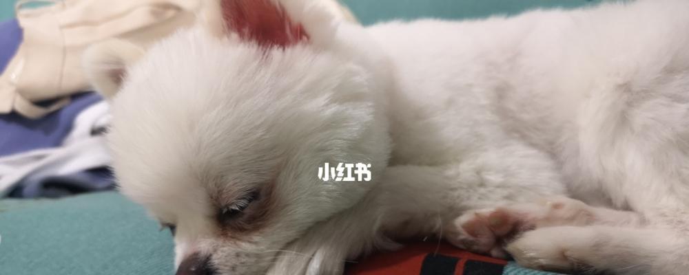 博美什么吃干狗粮？博美幼犬的饮食标准是什么？