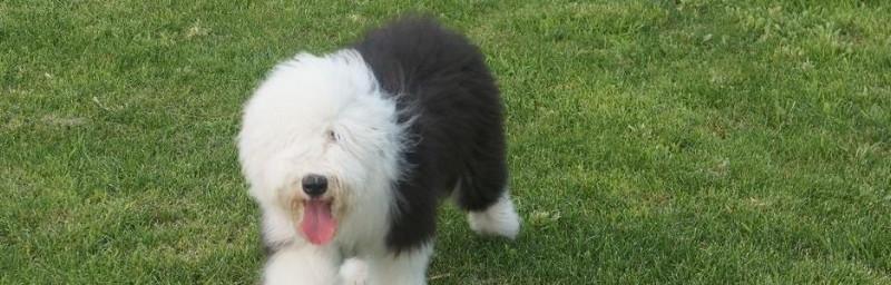 成年的古牧犬吃什么？成年古牧犬的饮食需要注意什么？
