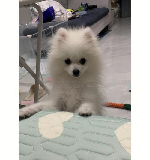 博美犬脱毛期吃什么？脱毛期的狗狗需要注意什么？