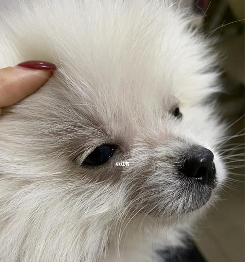 博美犬脱毛期吃什么？脱毛期的狗狗需要注意什么？