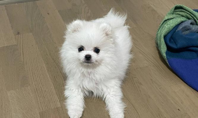 博美犬脱毛期吃什么？脱毛期的狗狗需要注意什么？