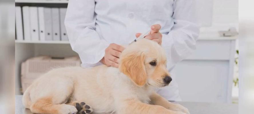 狗狗成年都没打疫苗怎么办？疫苗接种的时间表是怎样的？