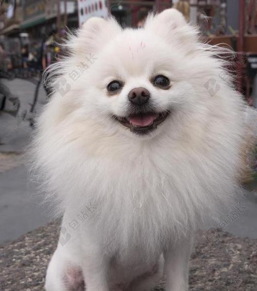 博美狗狗什么时候发性？博美犬的发情周期是怎样的？