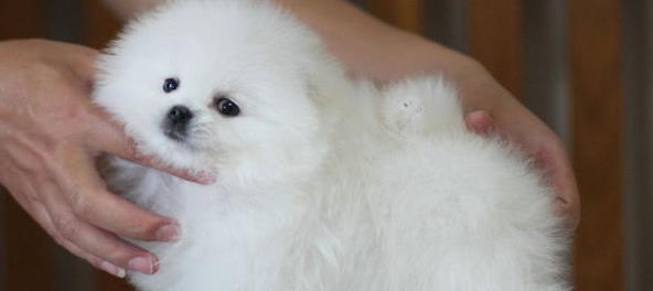 博美狗狗什么时候发性？博美犬的发情周期是怎样的？