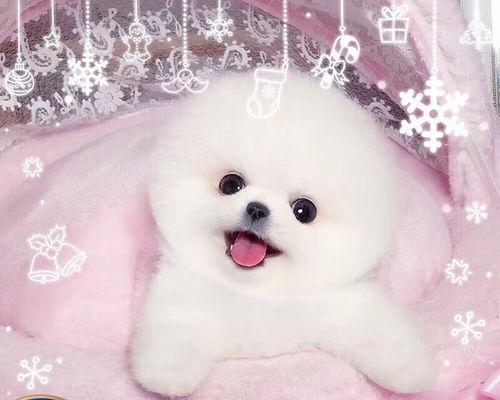 博美狗狗什么时候发性？博美犬的发情周期是怎样的？