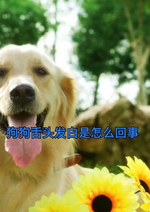 狗狗挨打之后舌头发白怎么办？怎样判断狗狗的健康状况？