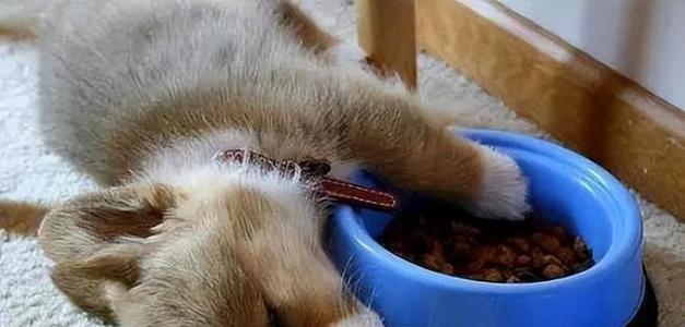 成年狗狗喘消瘦食欲不振怎么办？怎样判断狗狗的健康状况？
