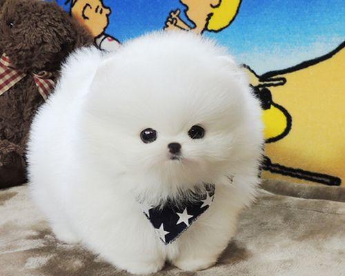 博美狗狗可以剪毛吗？博美犬的美容护理有哪些注意事项？
