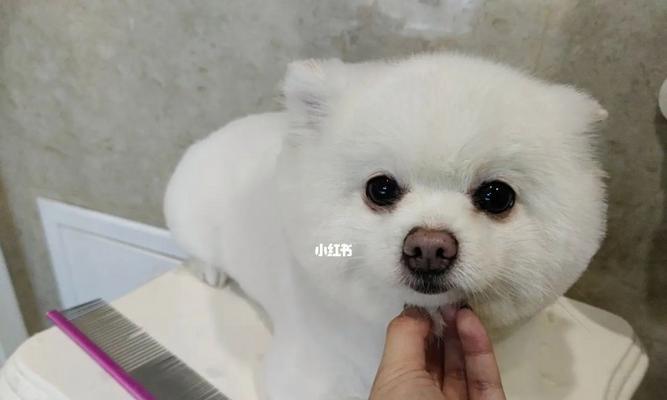 博美狗狗可以剪毛吗？博美犬的美容护理有哪些注意事项？