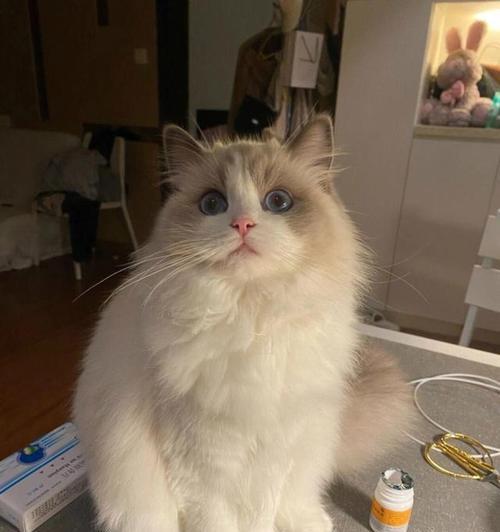 雌性布偶猫体重增长规律是怎样的？布偶猫的体重管理需要注意什么？