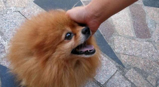 博美狗的心脏在哪里？博美犬的解剖结构是怎样的？