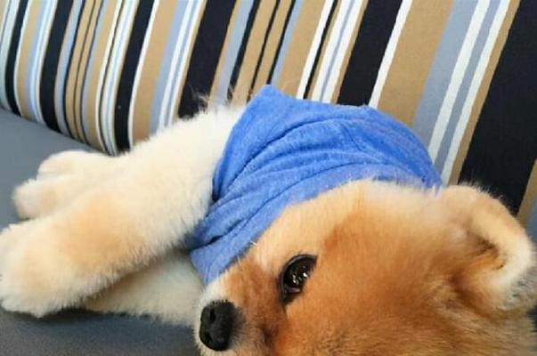 博美狗的心脏在哪里？博美犬的解剖结构是怎样的？