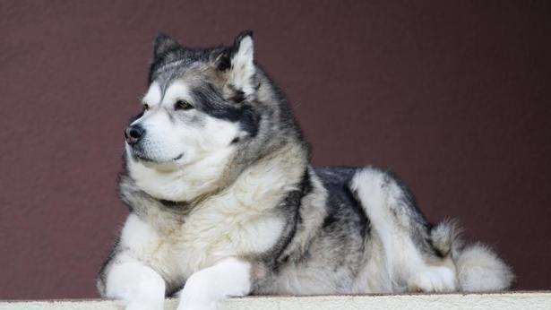 分辨短毛阿拉斯加幼犬的方法是什么？短毛阿拉斯加幼犬的特点有哪些？