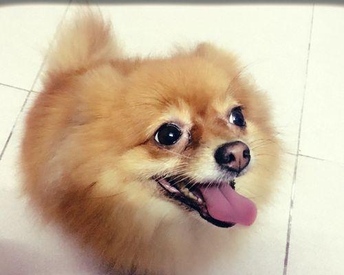 博美吃什么狗粮好？博美犬的饮食标准是什么？