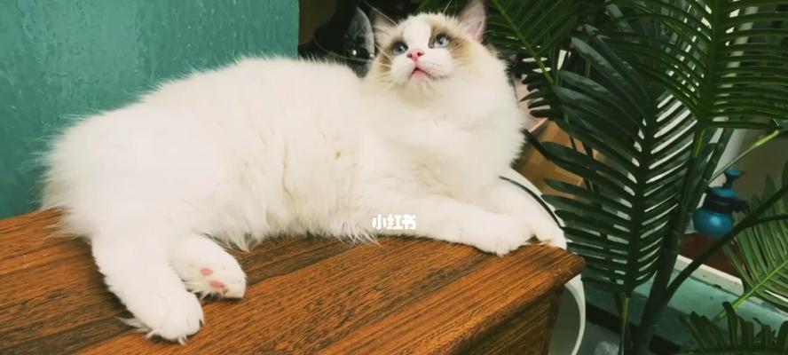 长宁区海双布偶猫吧在哪里？上海哪里可以买到海双布偶猫？