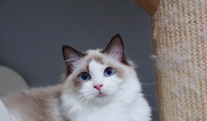 长宁区海双布偶猫吧在哪里？上海哪里可以买到海双布偶猫？