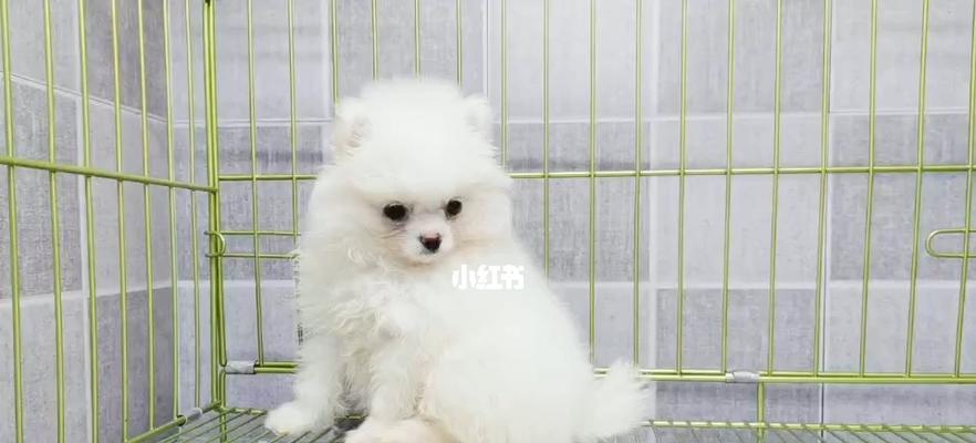 博美狗怎么帮忙配？博美犬配种需要注意什么？