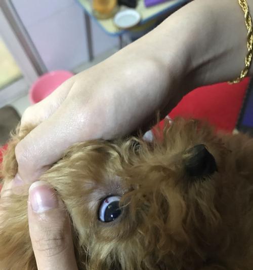 宠物狗有虫是什么表现？宠物狗常见的寄生虫有哪些？