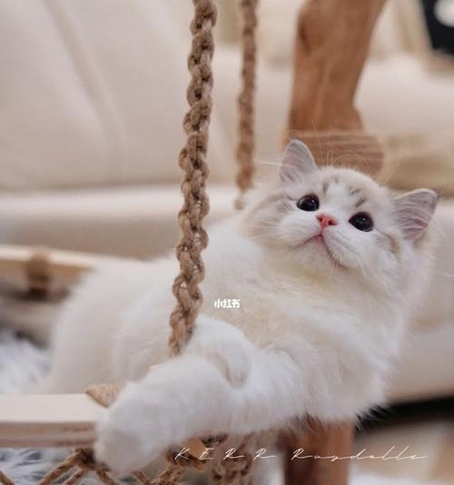 布偶猫猫沙放多少合适？布偶猫的猫砂使用量是多少？