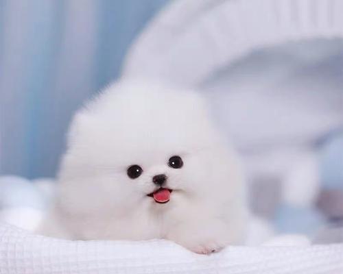 博美茶杯犬地包天怎么办？地包天的原因有哪些？