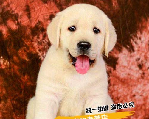 导盲犬是什么犬？导盲犬的训练过程是怎样的？