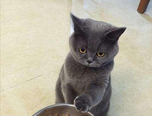 给猫咪煮鸡胸几分熟？猫咪的饮食需要注意什么？